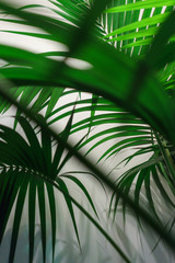Palm leaves on a white background.