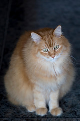 Siberian cat that seems to be thoughtful