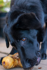 Labrador Dog with Bone