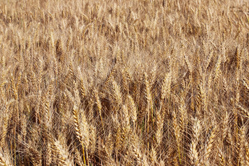 A field of rye and barley. Maturation of the future harvest. Agrarian sector of the agricultural industry. Plant farm. Growing of cereal crops. Source of food and well-being