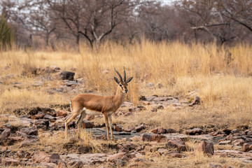 Chinkara or Indian gazelle an Antelope with beautiful background on rocks at ranthambore national park or tiger reserve, rajasthan, india - Gazella bennettii