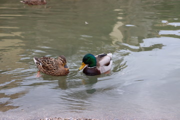 ducks in pond