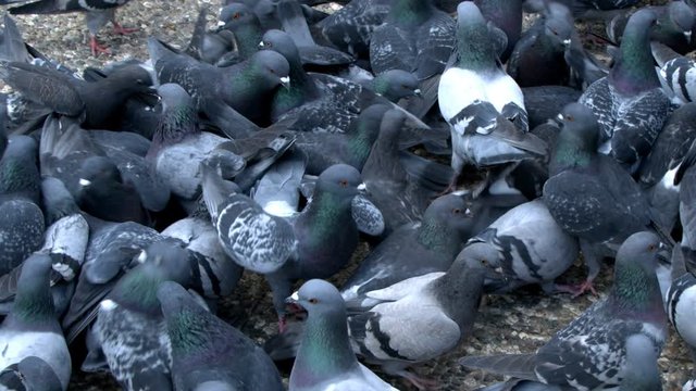 Animal Bird Pigeons