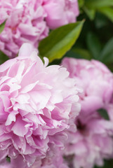 Pink Peonies
