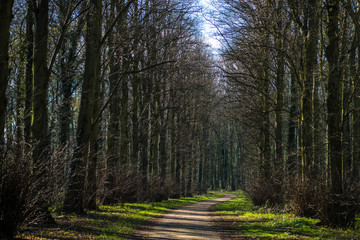 Tree lined lane in Holkham estate in north Norfolk, England, UK.