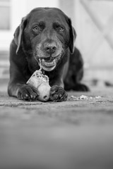 Labrador Dog with Bone