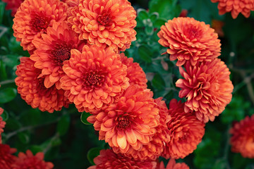 Orange chrysanthemum flowers as background. Colorful backdrop