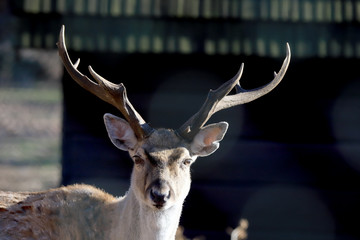 WROCLAW, POLAND - JANUARY 21, 2020: The Persian fallow deer (Dama dama mesopotamica) is a rare...