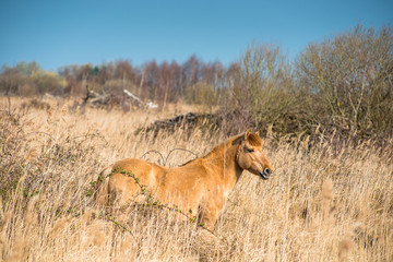 Wild Konik ponies on the banks of Burwell Lode