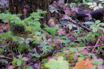 Close-up of a toadstool near a tree trunk surrounded by a colorful foliage, grass and branches.