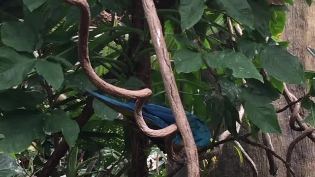 parrot blue and yellow gold macaw in tropical tree squawking friendly close up stock footage video