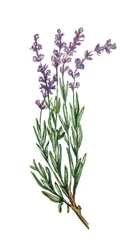 Deurstickers Wildflower lavender flower in a watercolor style isolated. Full name of the plant: lavender. Aquarelle wild flower for background, texture, wrapper pattern, frame or border. © veronikart