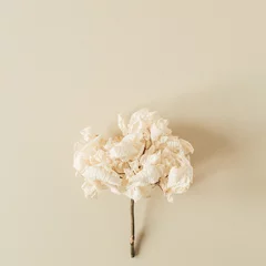 Weißer Hortensienblütenzweig auf pastellbeigem Hintergrund. Flache Lage, Draufsicht, minimale Blumenkarte. © Floral Deco
