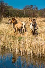 Wild Konik ponies on the banks of Burwell Lode