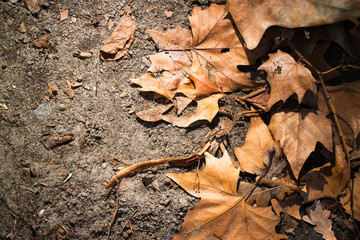 Blätter im Herbst auf sandigem Boden