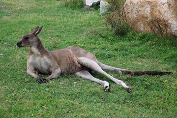 Kangaroos Macropodidae in Australia