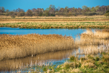 The warm evening sun hits reed beds at Wicken Fen, Cambridgeshire, UK.