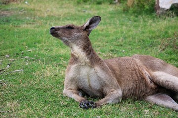 Kangaroos Macropodidae in Australia