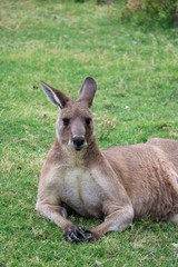 Kangaroos Macropodidae in Australia