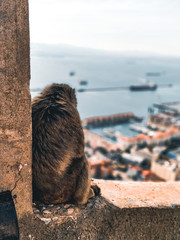 The Barbary Macaque Is Looking Over His City.