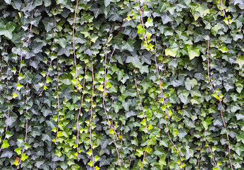 Hedera helix green creeping plant as a background for design.Natural texture of bright lush ivy...