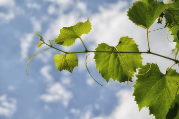 green leaves of a grape