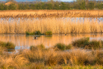 The warm evening sun hits reed beds at Wicken Fen Nature Reserve in Cambridgeshire, East Anglia, England, UK.