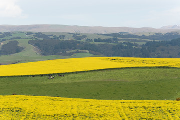 Two bright yellow fields of flowering rapeseed with a green pasture and grazing cows between. Canterbury, New Zealand.