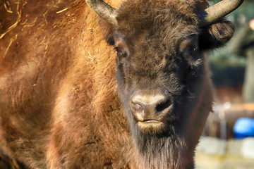 WROCLAW, POLAND - JANUARY 21, 2020: The European bison (Bison bonasus), also known as wisent, or the European wood bison, is a Eurasian species of bison. ZOO in Wroclaw, Poland. © promesaartstudio