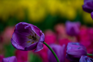 Tulipán morado expuesto en Chiang Mai