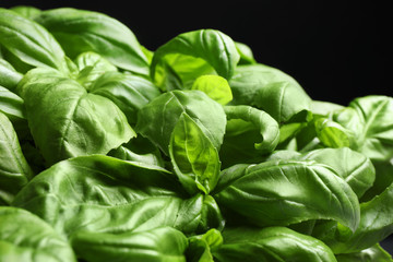 Fresh basil leaves on black background, closeup
