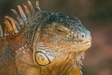 Iguana