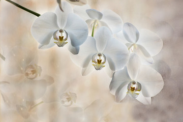 Fototapeta na wymiar orchid branch