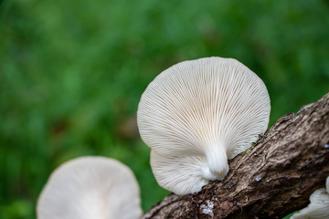 Gills of lung oyster mushrooms (Pleurotus pulmonarius) growing on a tree branch