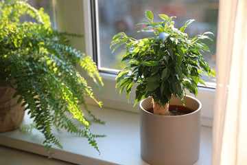 Fototapeta na wymiar Beautiful potted plants on window sill at home