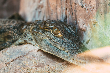 Obraz premium Crocodile