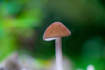 Close-up of a brown mushroom cap
