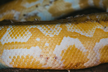 Snake skin