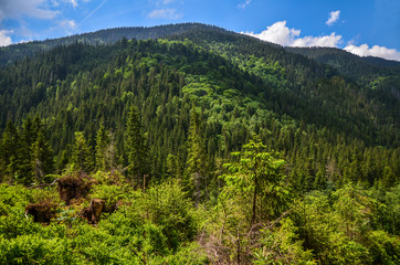 Fototapeta na wymiar Photo of the Carpathian Mountains, which have a lot of coniferous trees. Forest and mountain landscape in the summer season, Ukraine