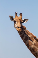giraffe