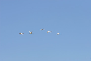 Five adult swans flying together in a clear blue sky.