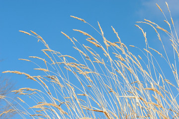 Tall Timothy grass against a nice blue sky. - obrazy, fototapety, plakaty