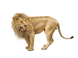 lion, animal, lionne, chat, faune, sauvage, isolé, blanc, de profil, illustration, mammifère, félin , carnassiers, prédateur, fond blanc, fourrure, fauve, animal sauvage, lion, crin, studio, nature, d