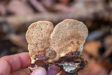 Underside of a polypore mushroom with pores