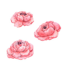 Delicate clipart with watercolor lilac peonies of various shades for the design of cards, printing, linen, fabrics, souvenirs and any design