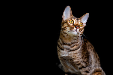 Obraz premium Savannah F5 SBT cat on a black background