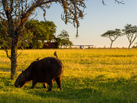 Capybara with birds on back in sunset scene - airplane in background