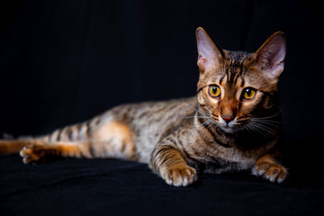 Savannah F5 SBT cat on a black background