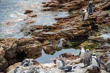 Penguin Show