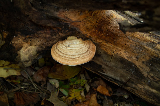 Artist’s conk mushroom (Ganoderma applanatum) growing on a log